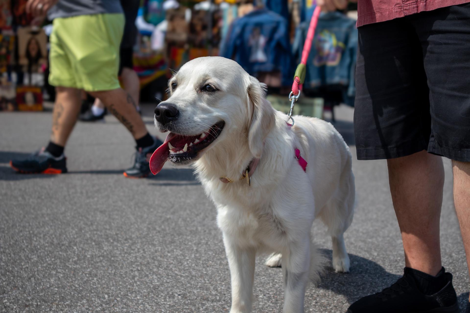 Golden retriever dog at a farmers market