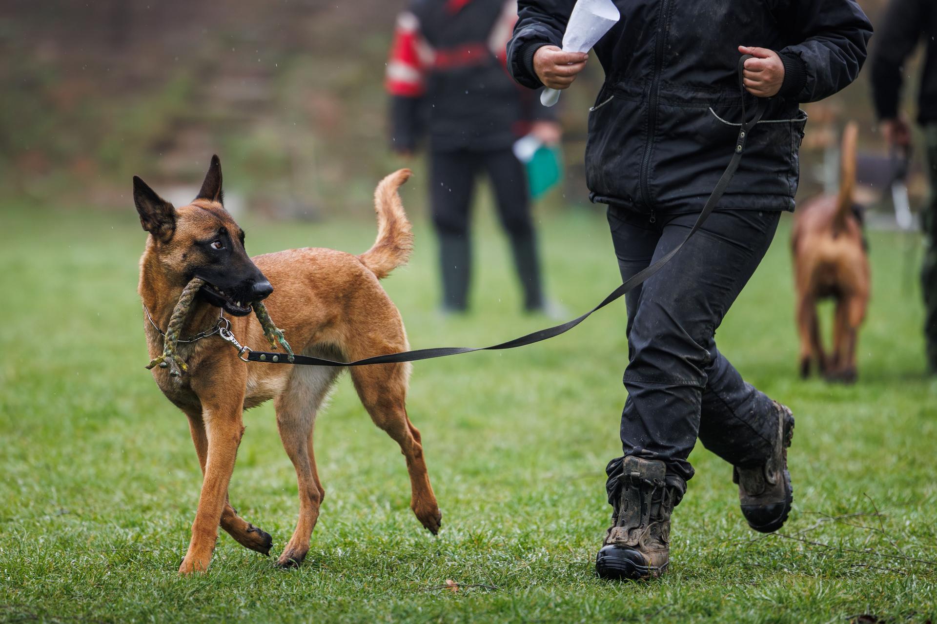 Animal trainer doing obedience training with his Belgian Malinois shepherd dog