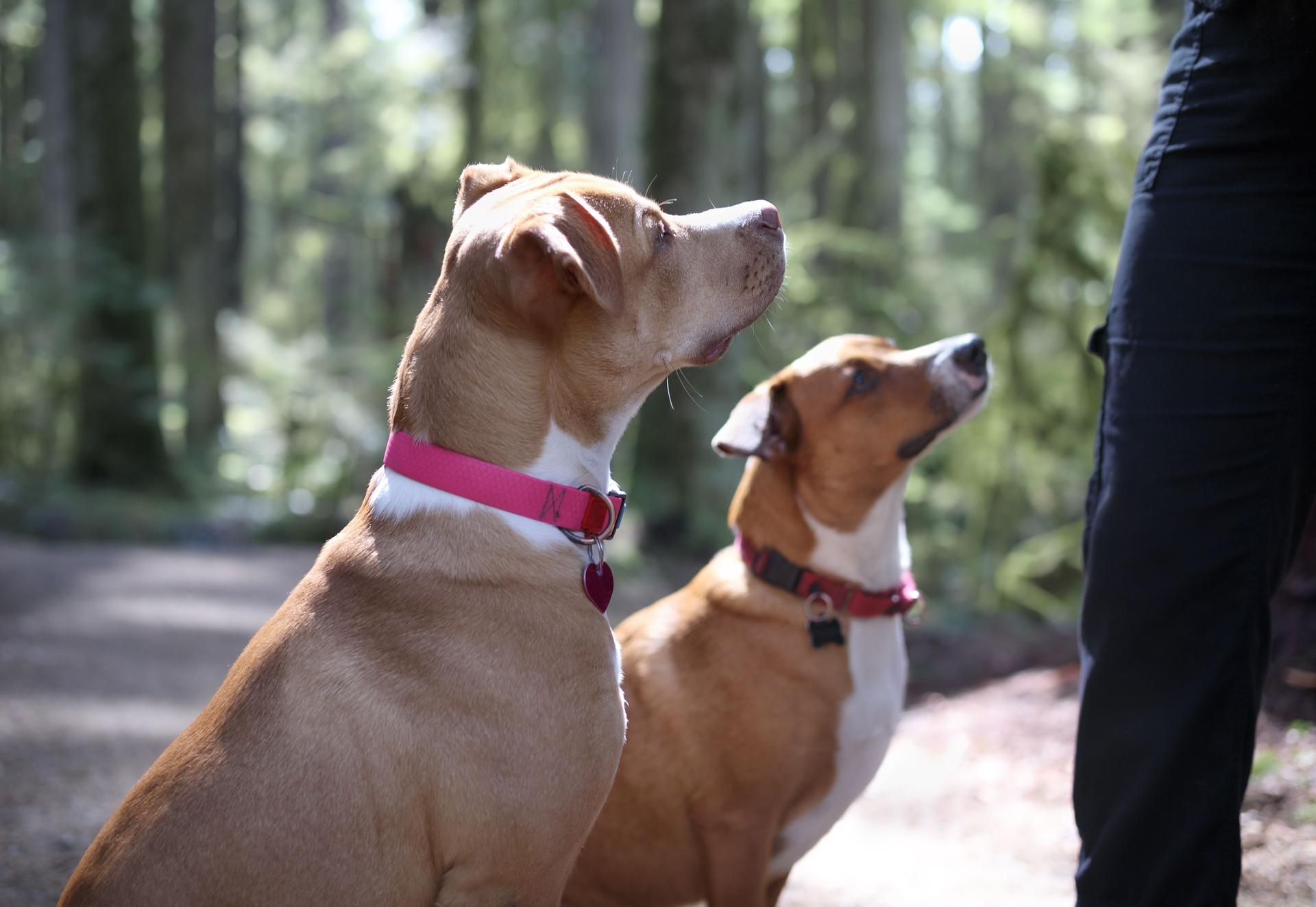 Two dogs in forest looking up at person for treat or obedience training.