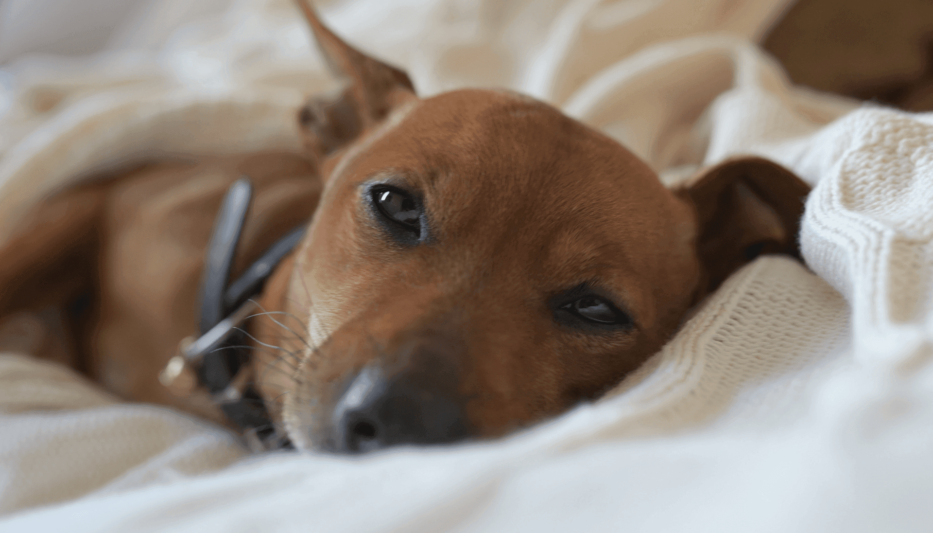 Puppy Board and Training Las Vegas, Nevada Dogs