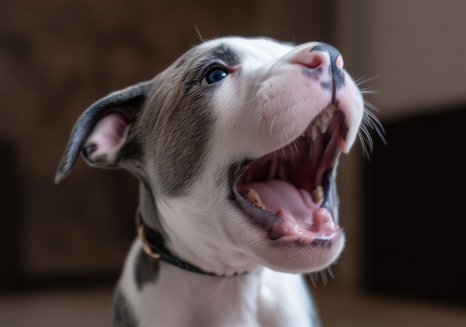 bulldog puppy Las Vegas Dog Training