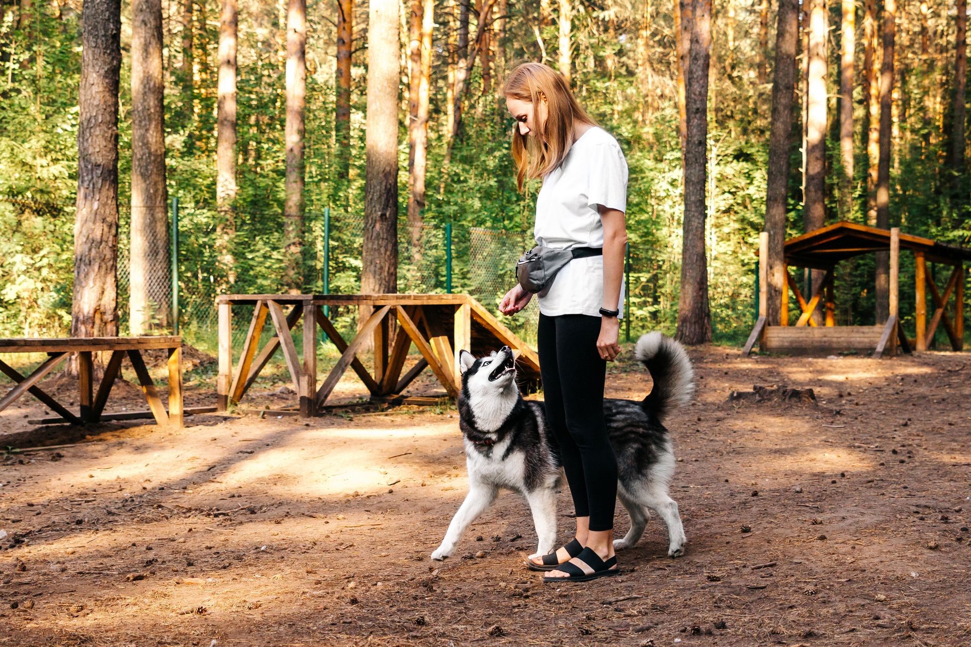 Obedience training. Woman training her Husky dog the Heal Command using treats.