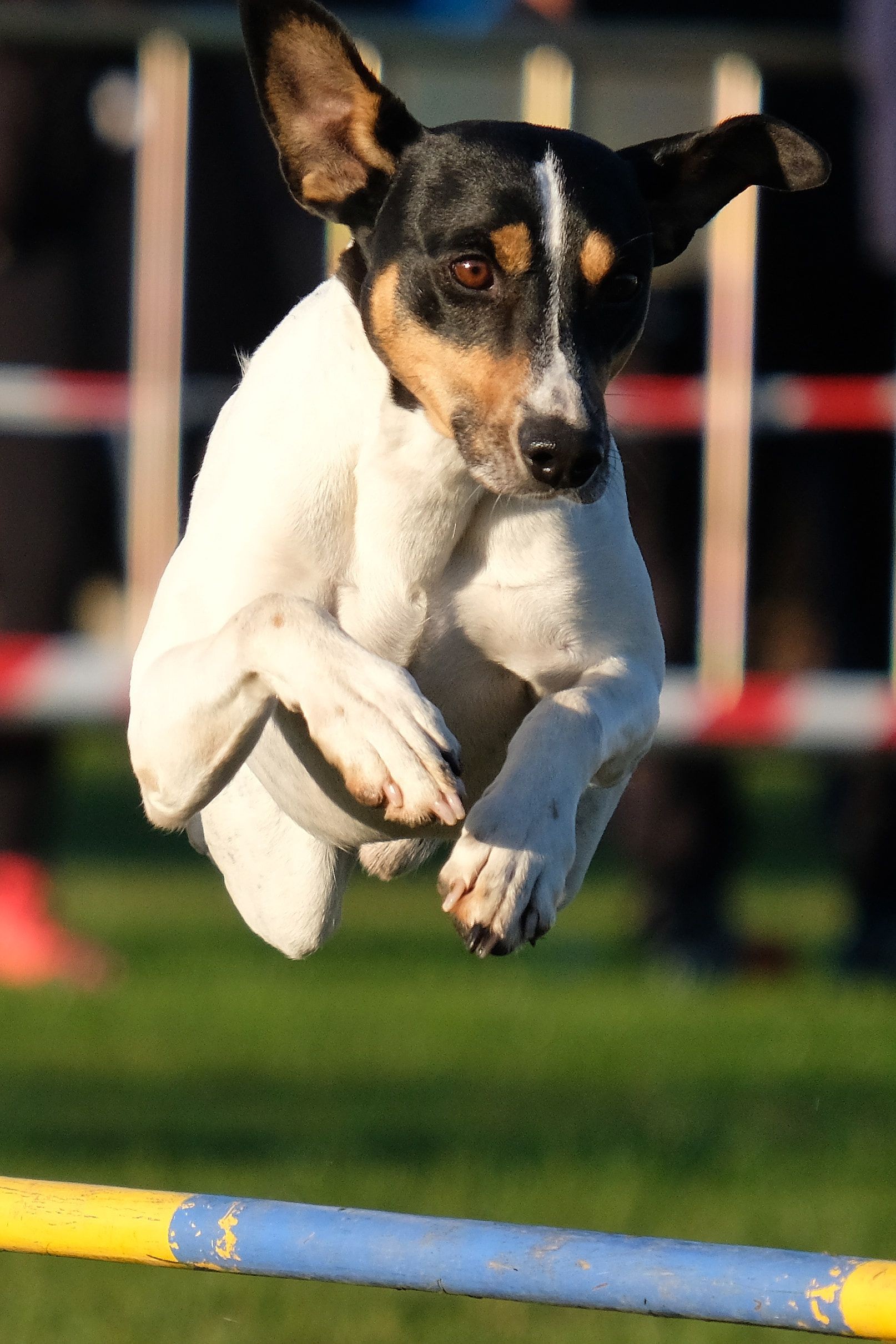 Andalusian Bodeguero Dog. Agility sport for dogs. Competition, training track. Obstacle course for dogs. Jumping.