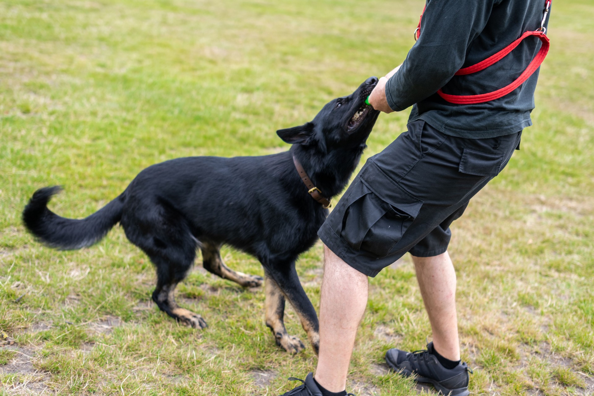 Dog playing and pulling the toy
