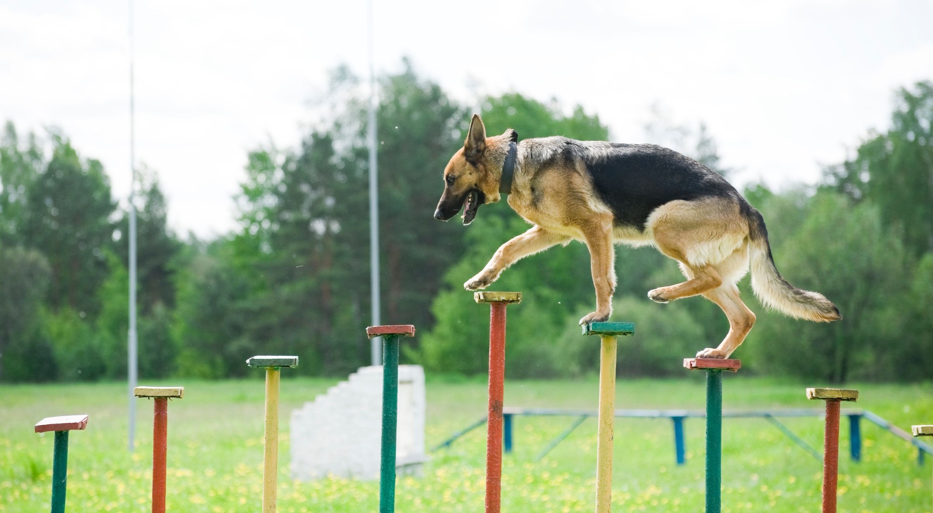 Advanced Training German Shepherd