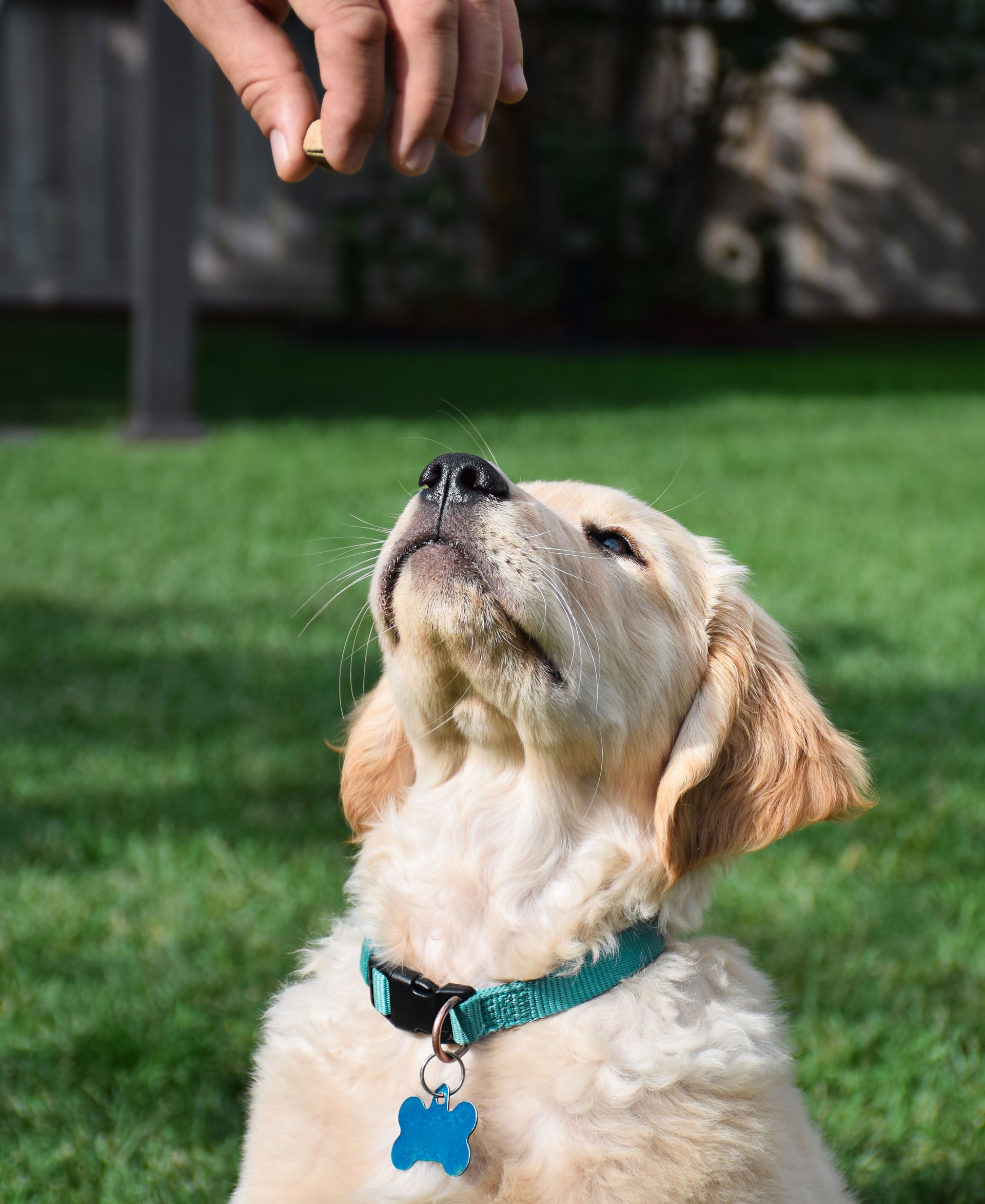 Golden retriever puppy getting a treat from a person in a backyard