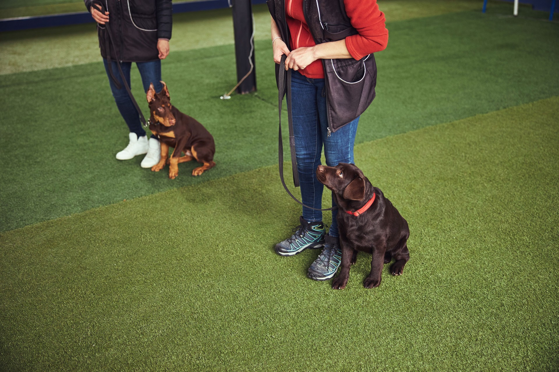 Trainers holding dogs on the leashes during the training session