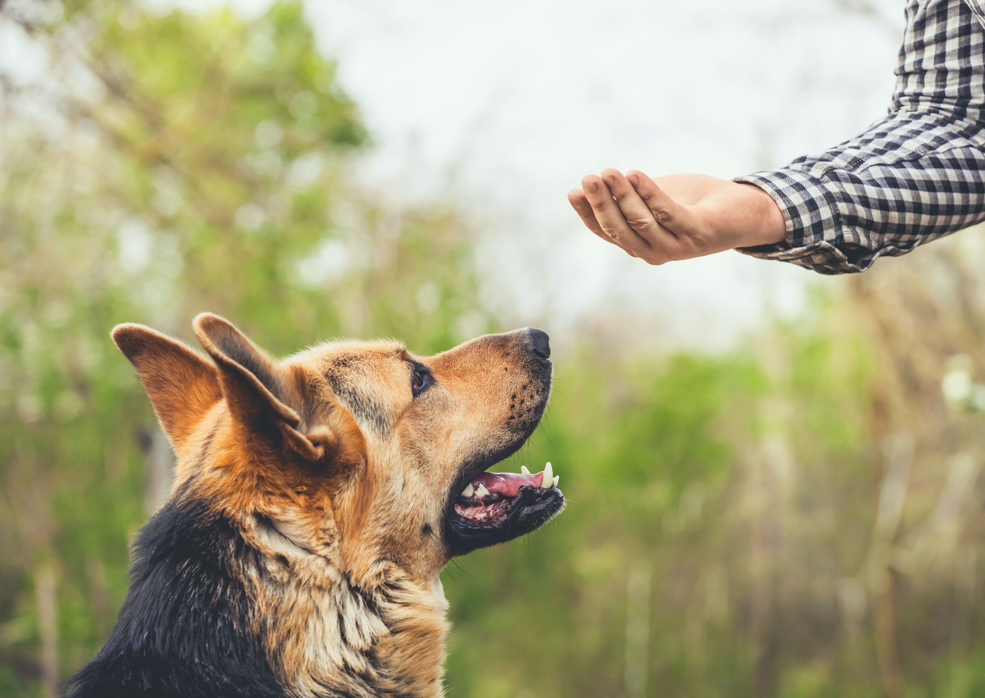A male German shepherd learns hand signals