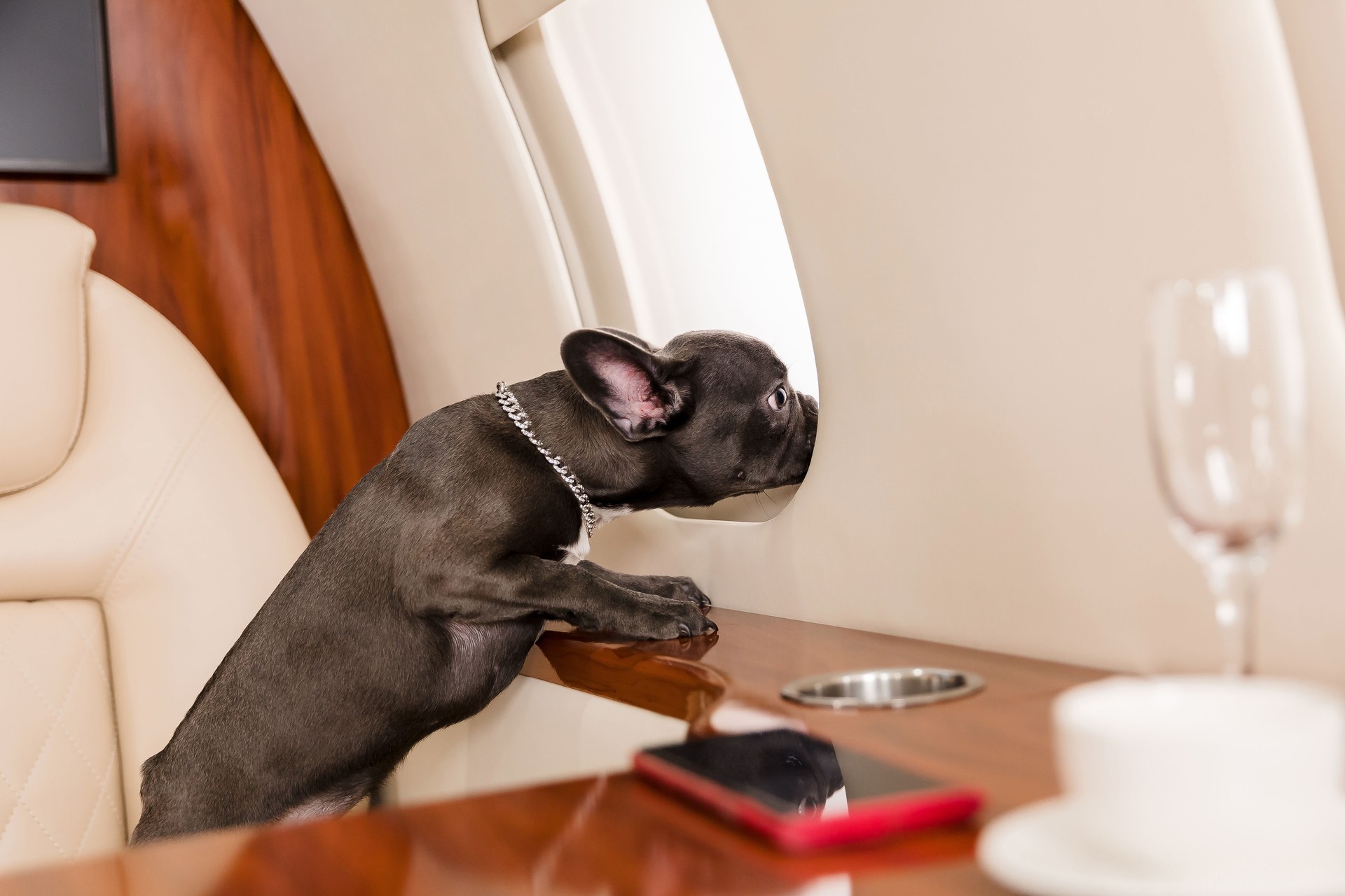 Dog at the plane. French bulldog on a board, selective focus. Dog transportation