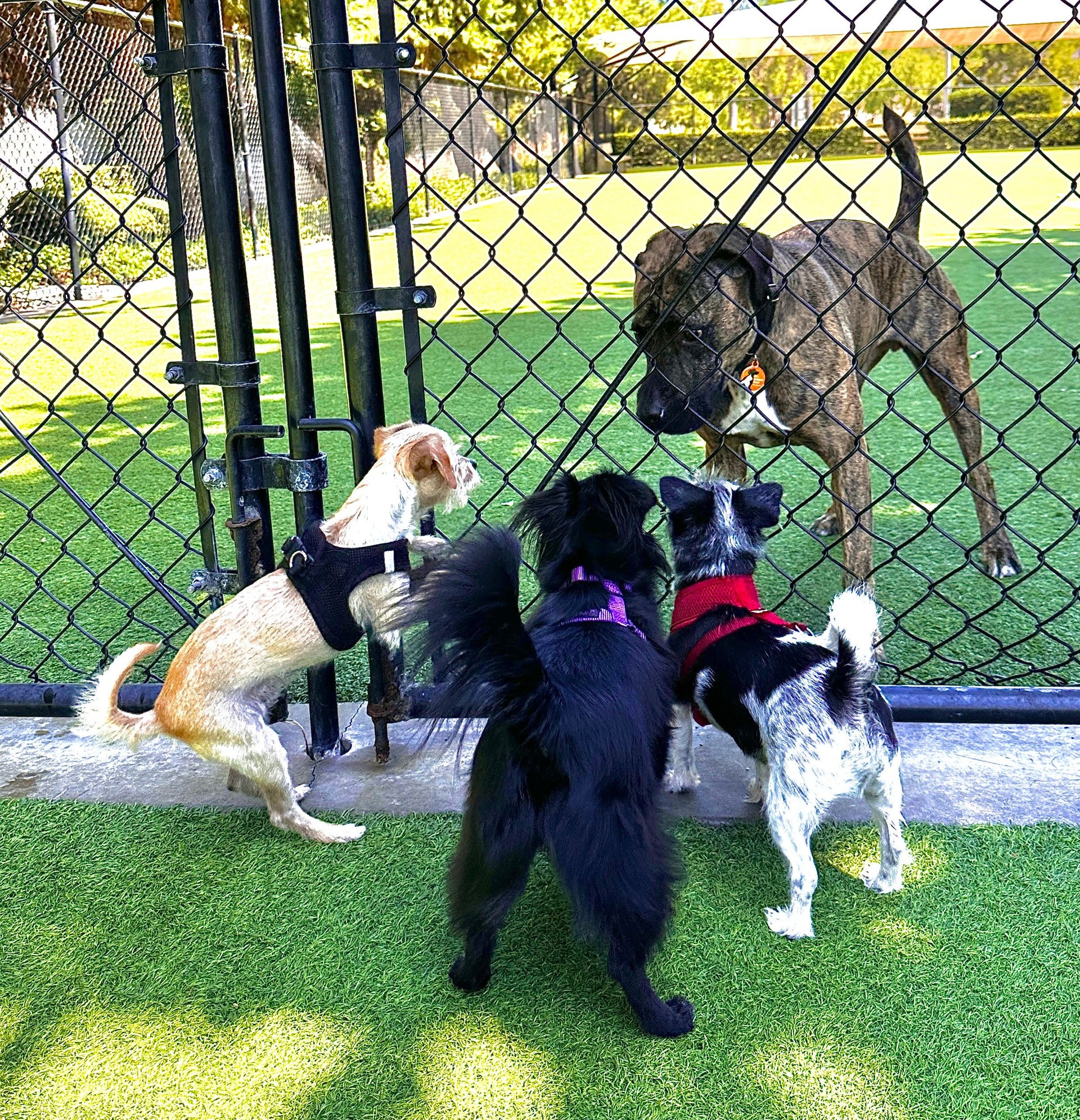 Small versus big dogs