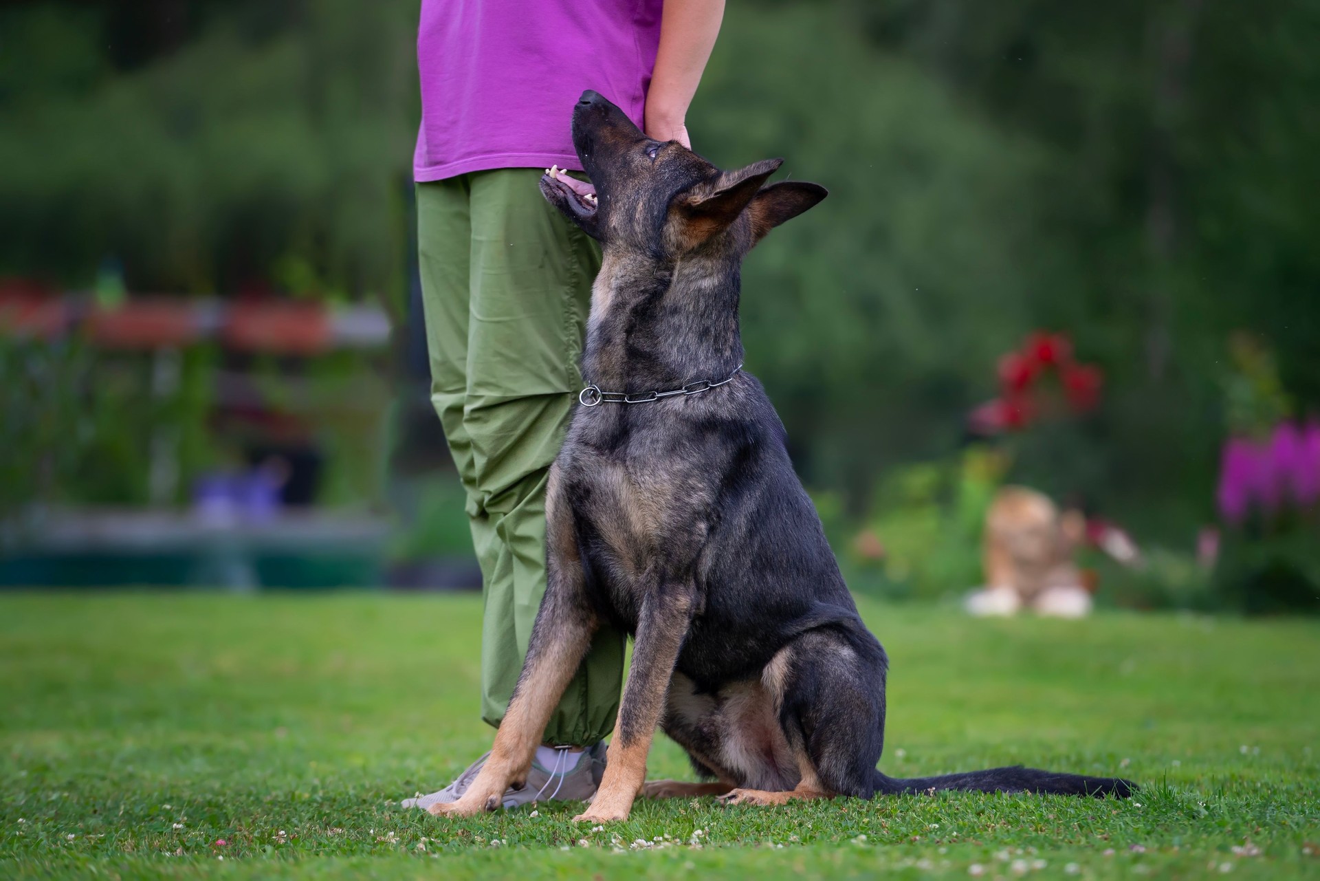 German Shepherd in Training: A Loyal Companion