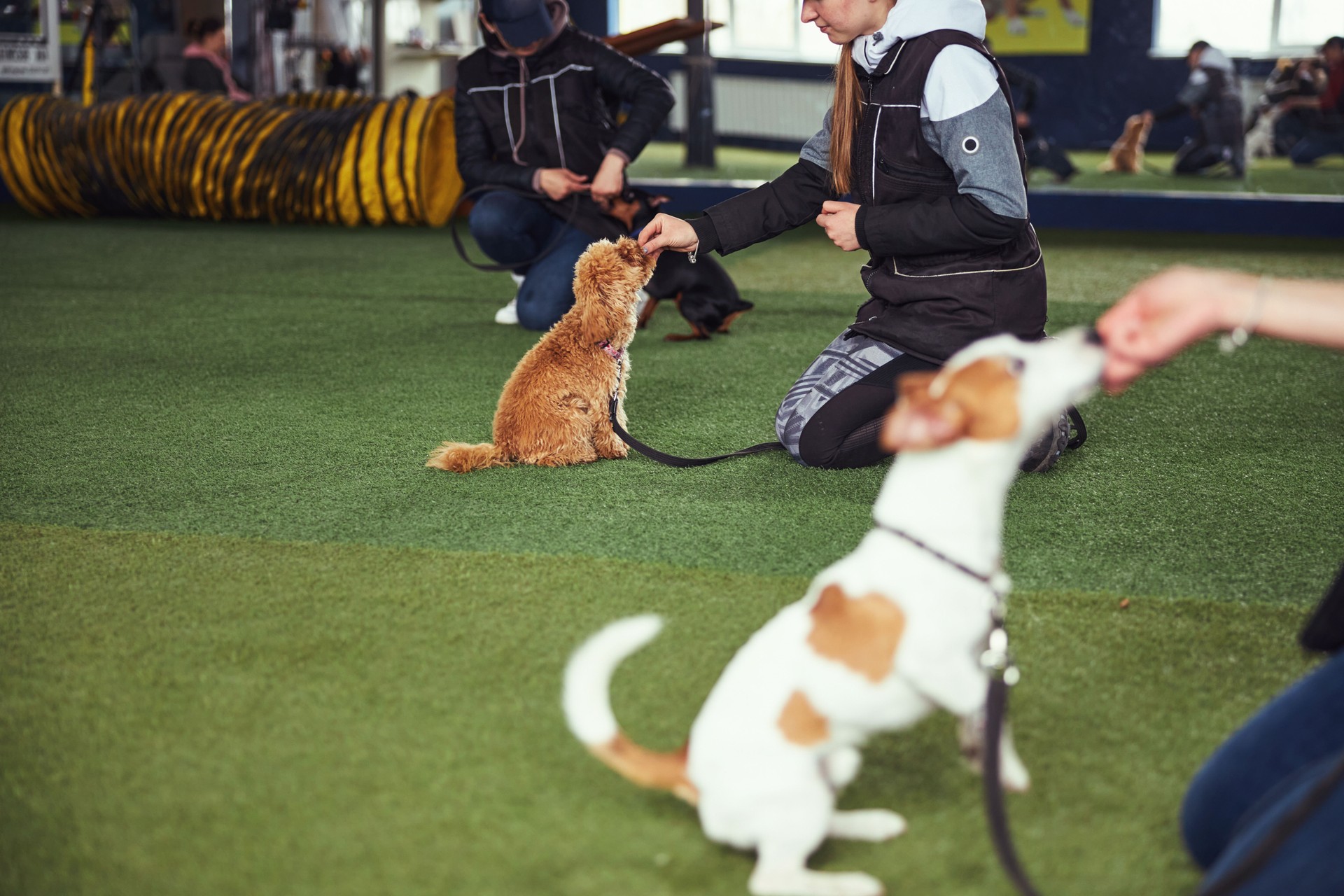 Three female trainers giving their puppies treats