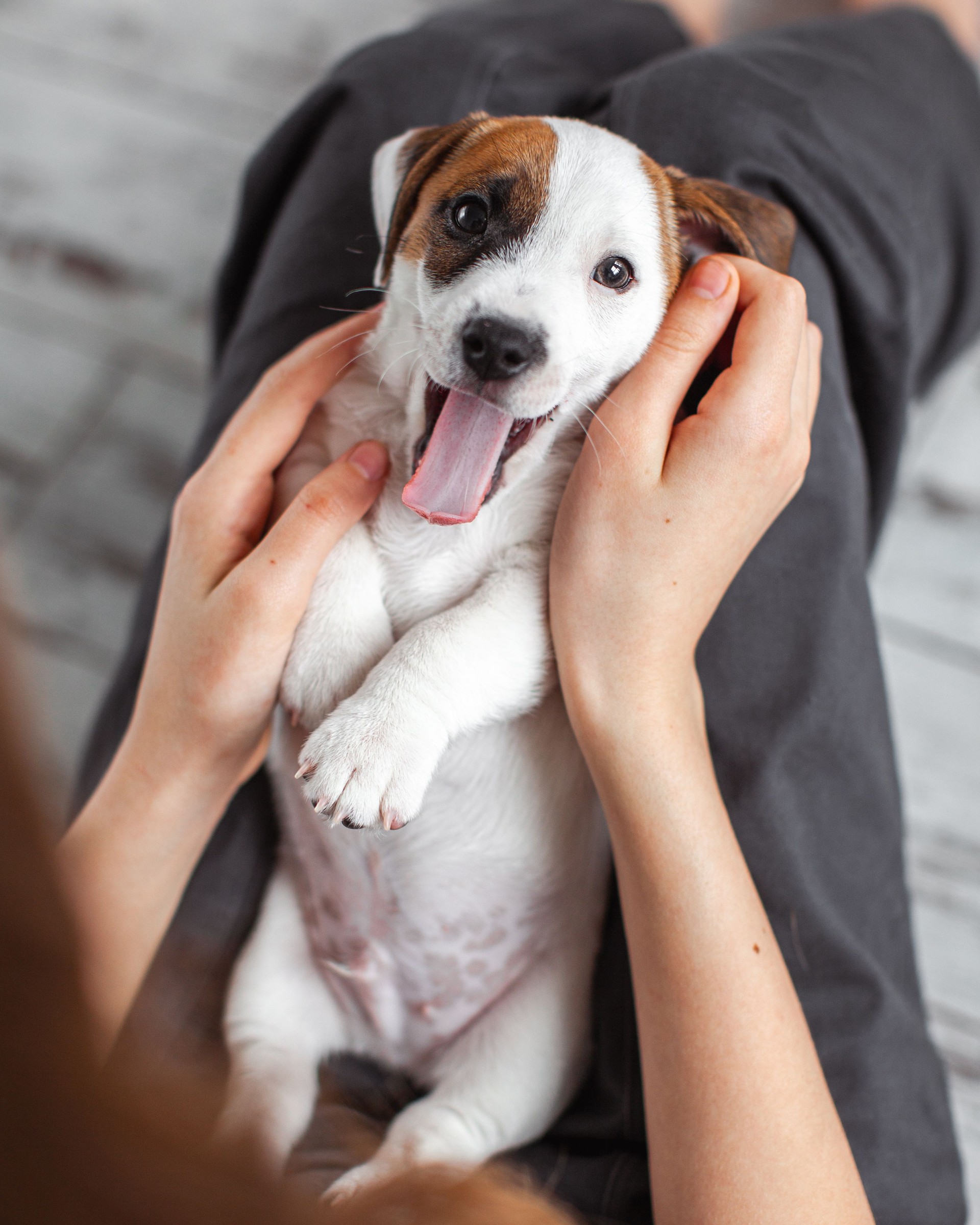 Woman Playing with cute Puppy Dog at home