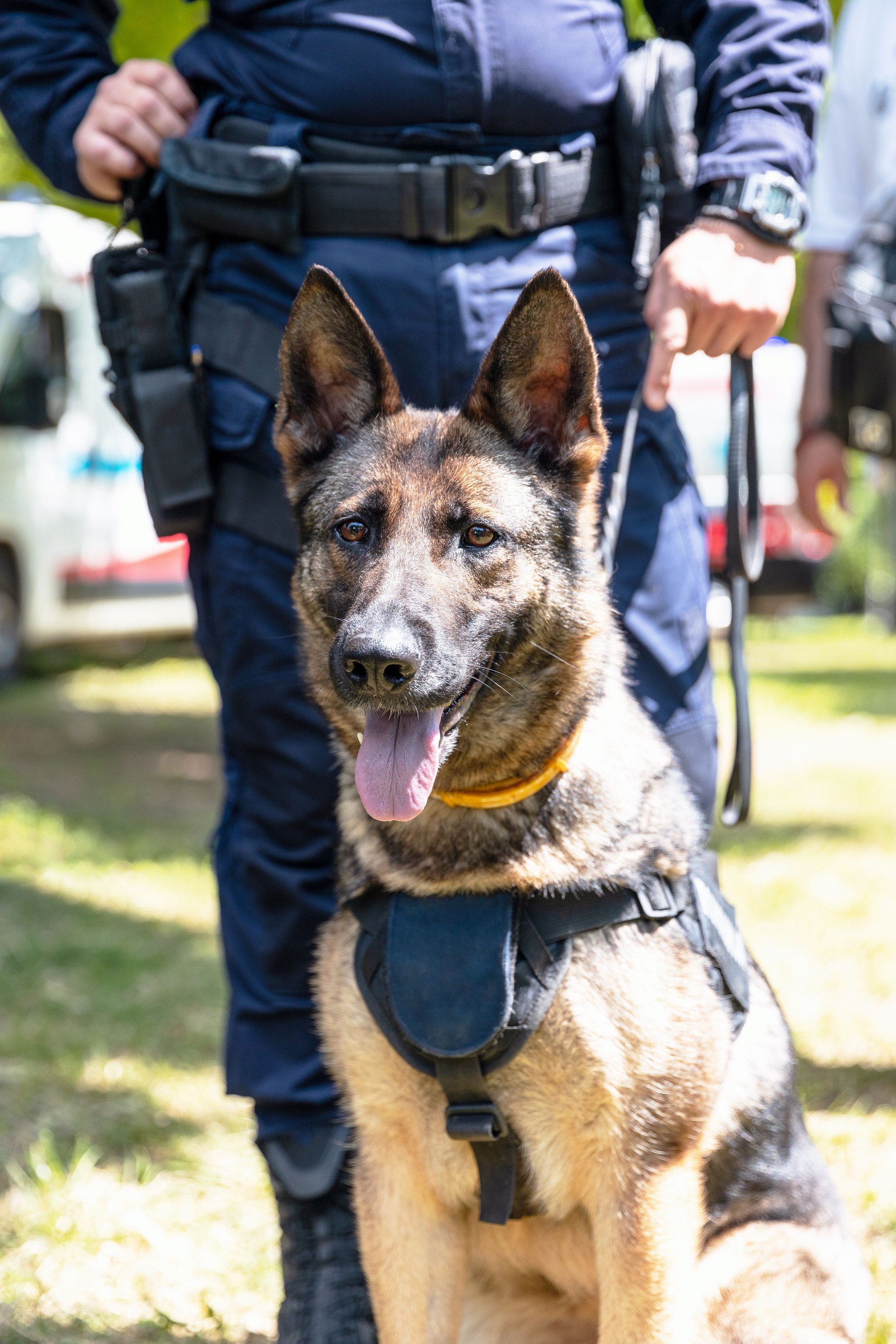 Police dog K9 canine German shepherd with policeman in uniform on duty. Search, rescue or guard dog concept.