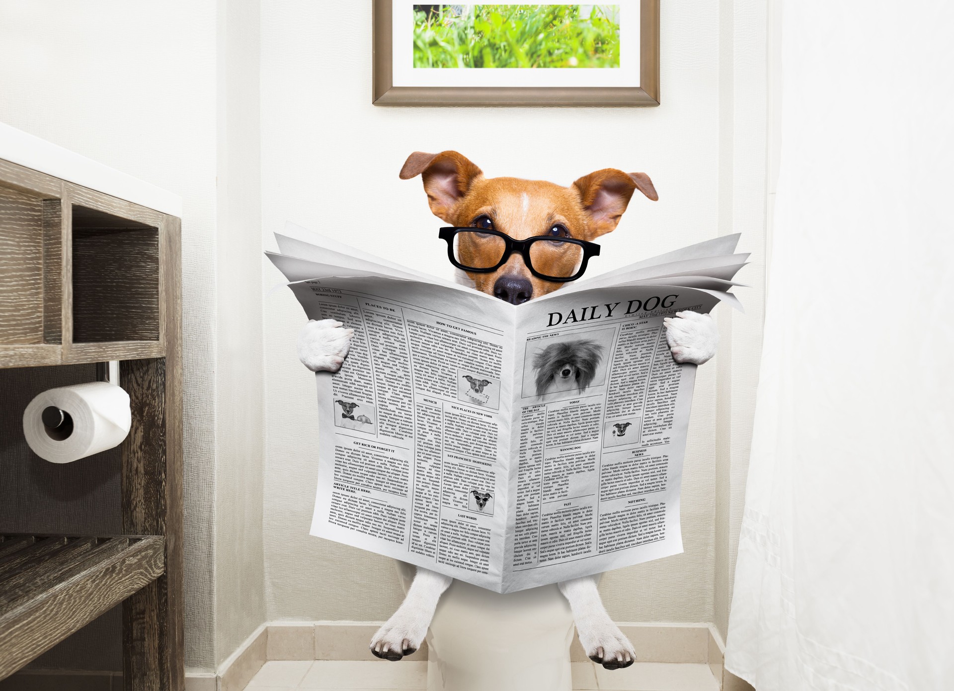 dog on toilet seat reading newspaper