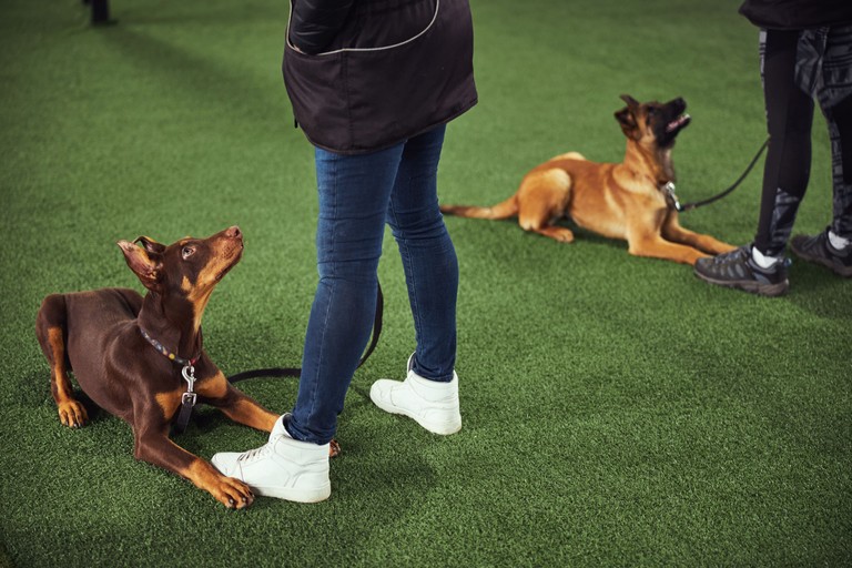 Blue Ribbon Dogs Expertly Trained Dogs in Las Vegas - Blue Ribbon K9